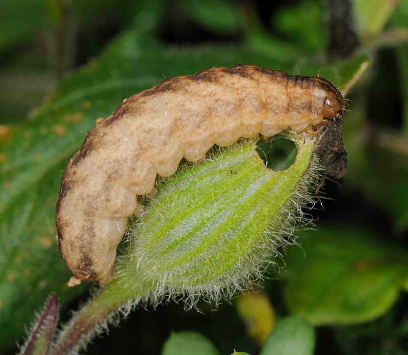 Bruchi sulle capsule di Silene