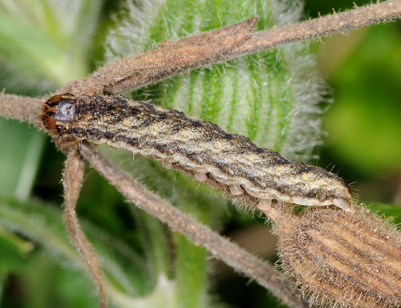 Bruchi sulle capsule di Silene