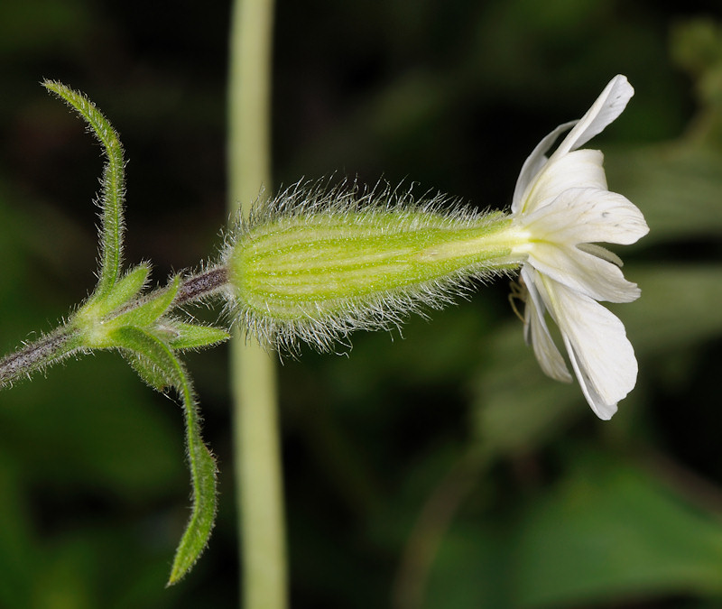 Bruchi sulle capsule di Silene