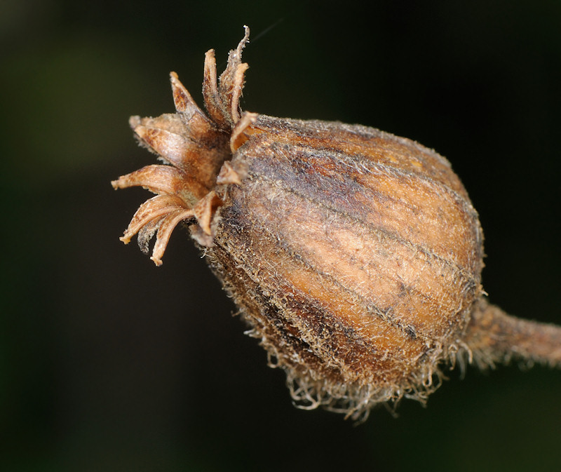 Bruchi sulle capsule di Silene