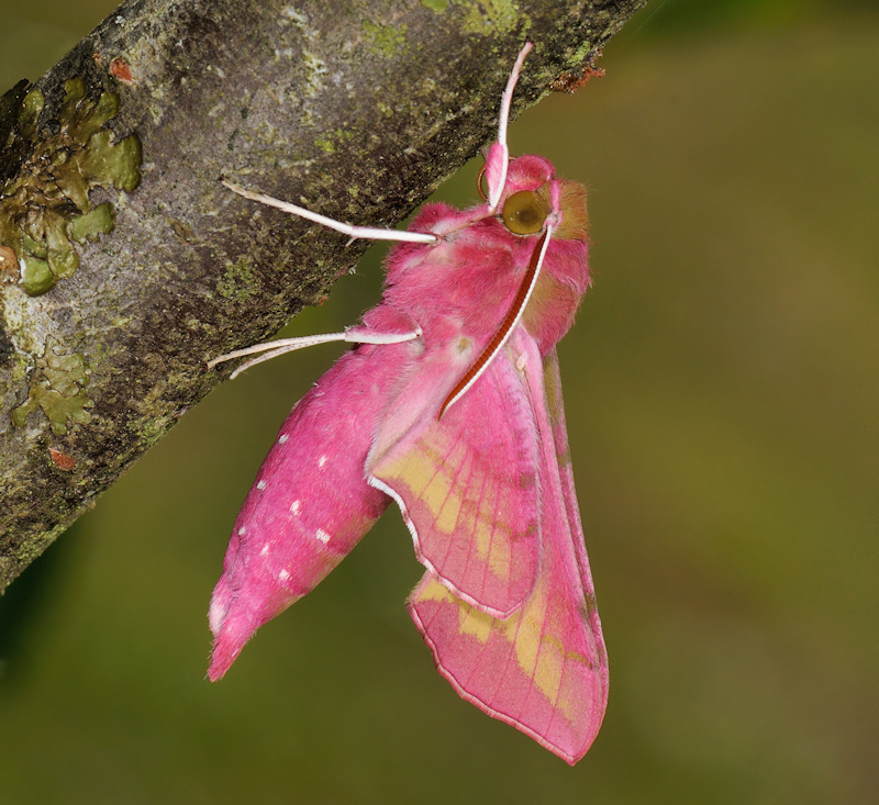 Ciclo vitale della Deilephila porcellus