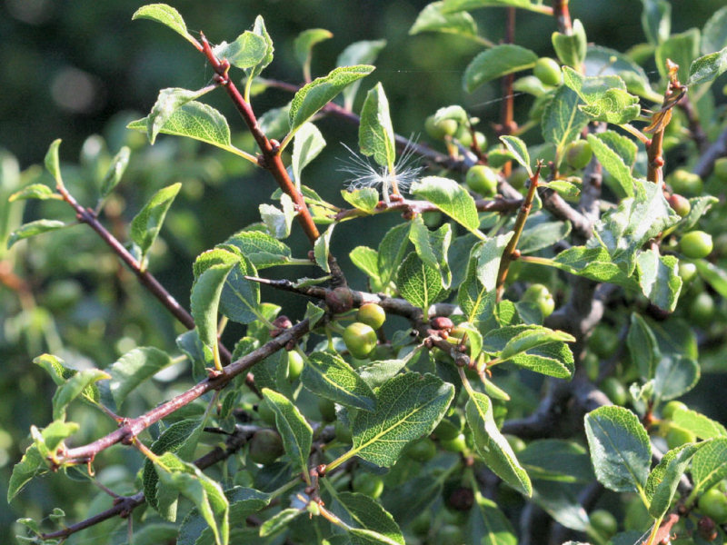 Rhamnus saxatilis