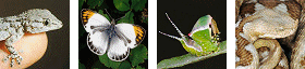 Danaus chrysippus