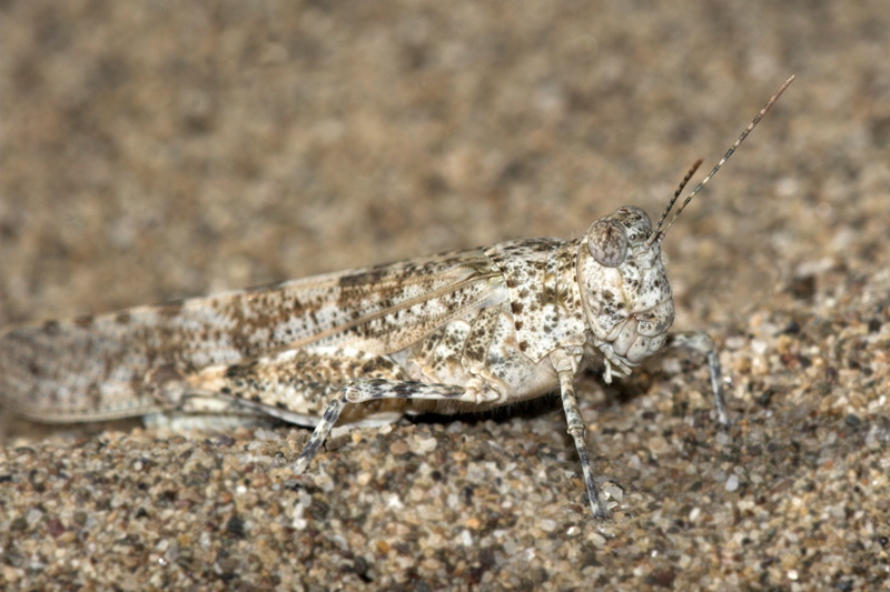 Sphingonotus caerulans - Me lo confermate??