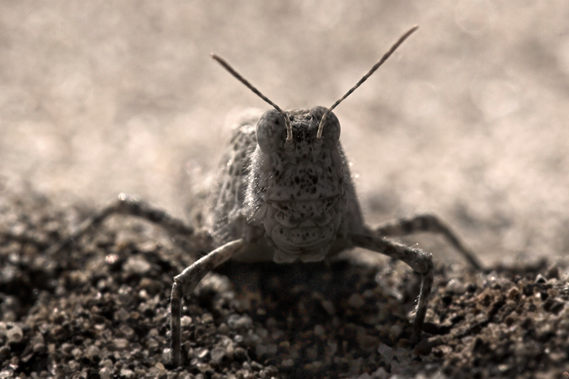 Sphingonotus caerulans - Me lo confermate??