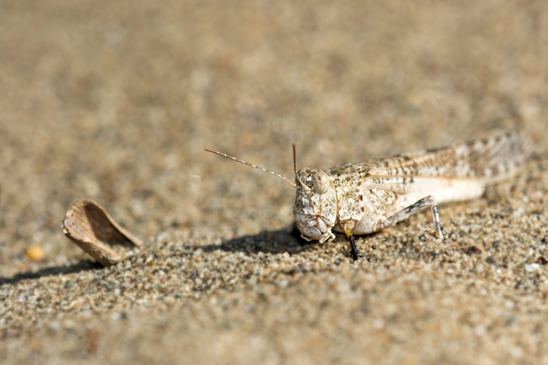 Sphingonotus caerulans - Me lo confermate??