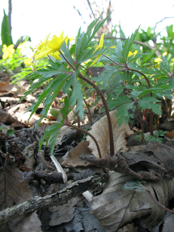 Anemonoides ranunculoides / Anemone gialla