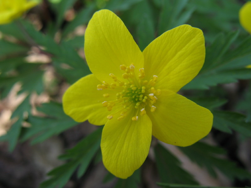 Anemonoides ranunculoides / Anemone gialla