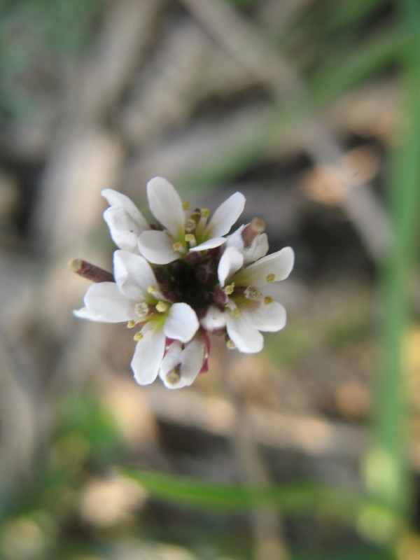 Cardamine hirsuta / Billeri primaticcio