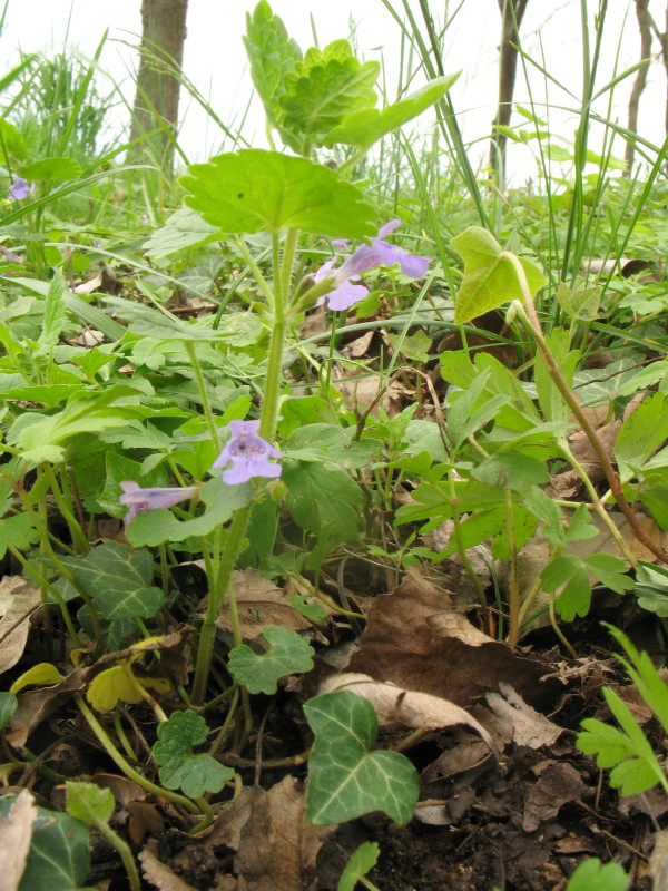 Glechoma hederacea / Ellera terrestre comune