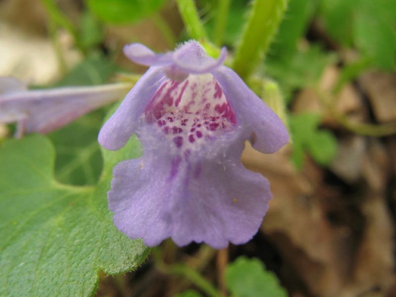 Glechoma hederacea / Ellera terrestre comune