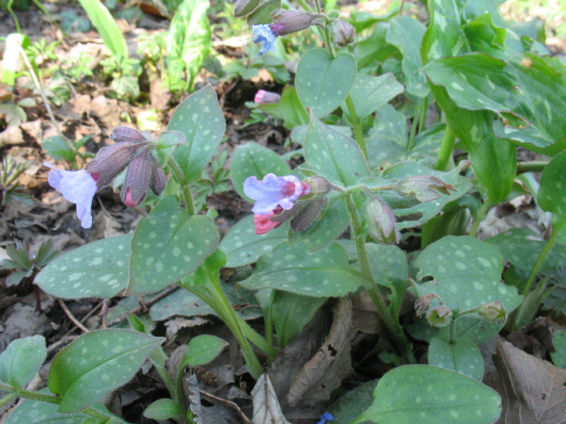 Pulmonaria officinalis e Anemone nemorosa