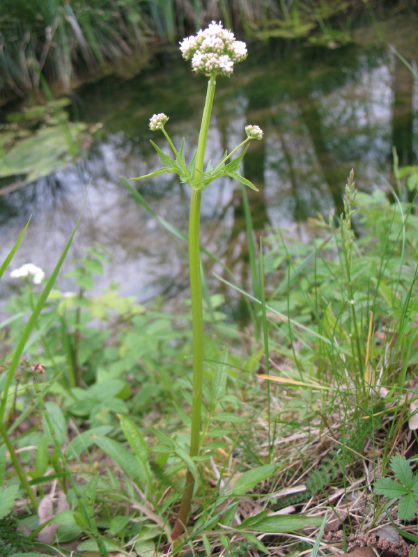 Valeriana officinalis