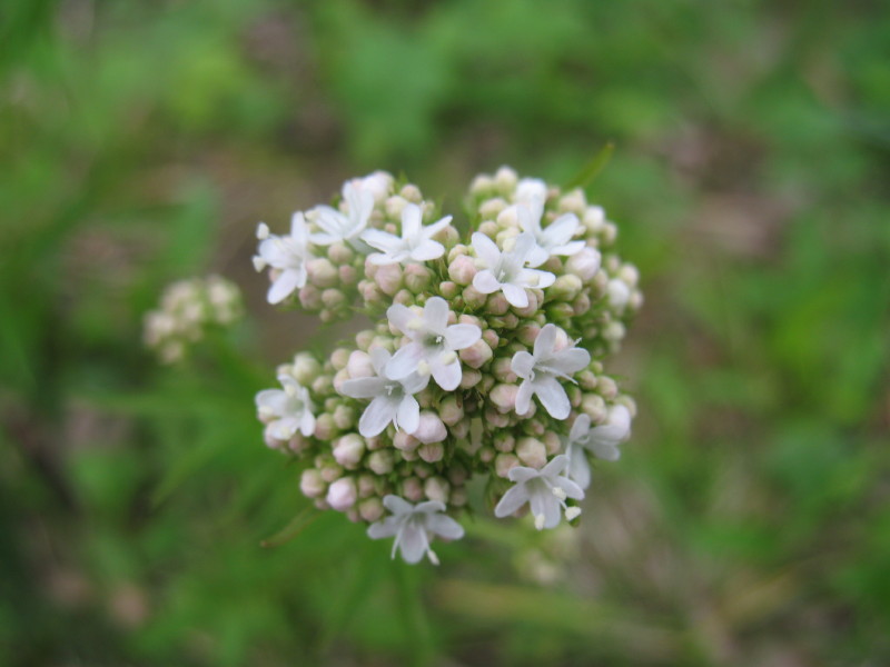 Valeriana officinalis