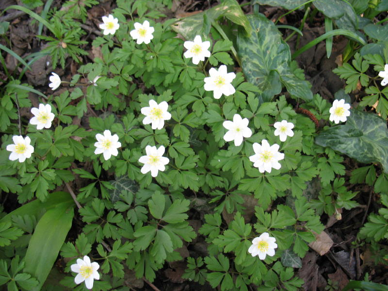 Pulmonaria officinalis e Anemone nemorosa