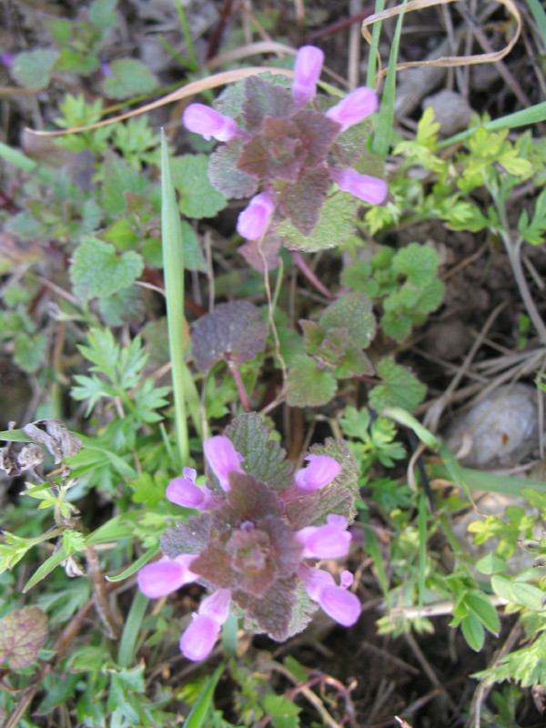 Lamium purpureum / Falsa ortica purpurea