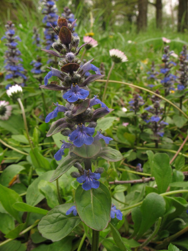 Ajuga reptans / Iva comune, Erba di S.Lorenzo