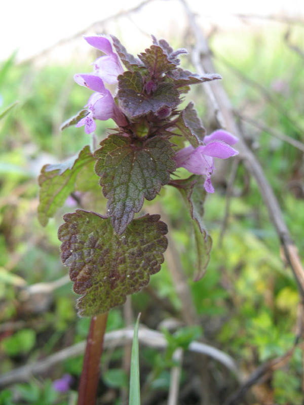 Lamium purpureum / Falsa ortica purpurea