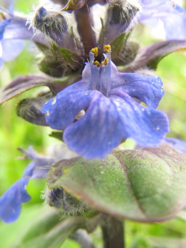 Ajuga reptans / Iva comune, Erba di S.Lorenzo