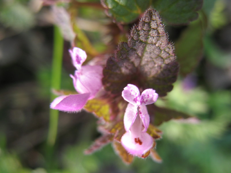 Lamium purpureum / Falsa ortica purpurea