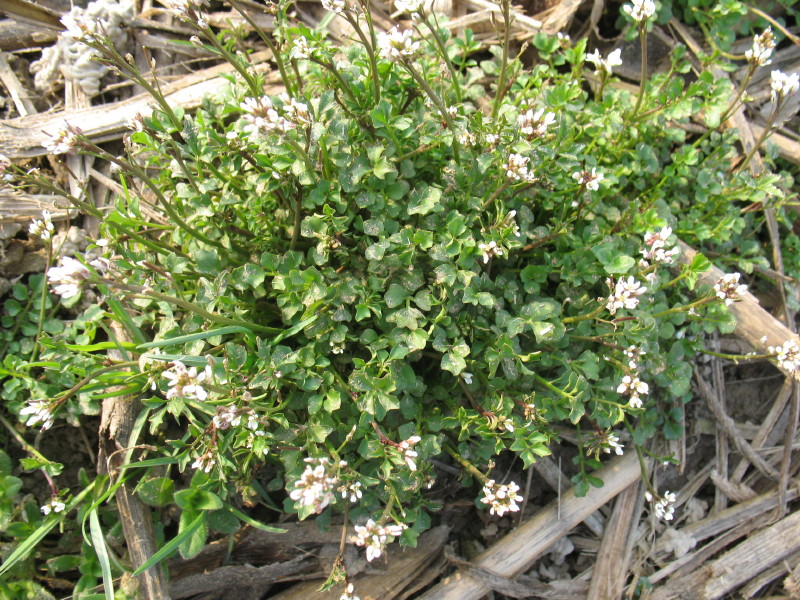 Cardamine hirsuta / Billeri primaticcio