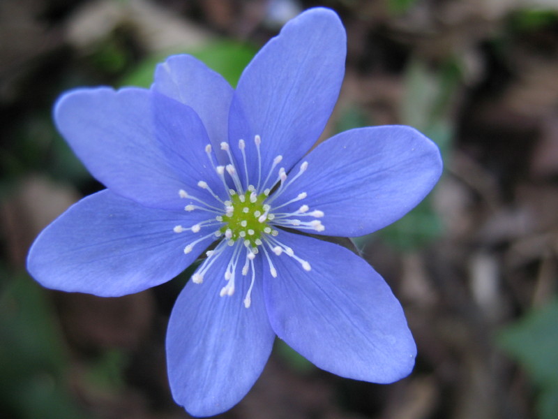 Hepatica nobilis / Erba trinità