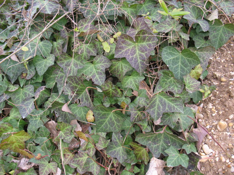 Hedera helix / Edera