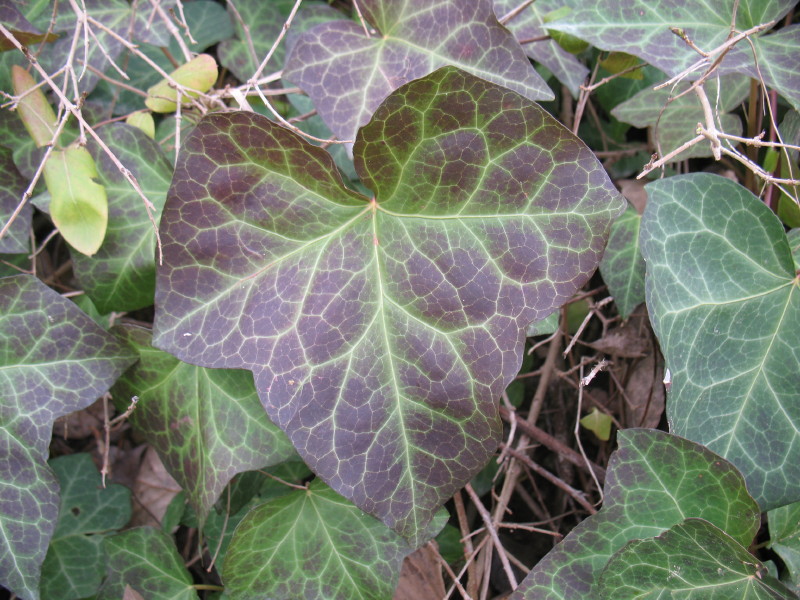 Hedera helix / Edera