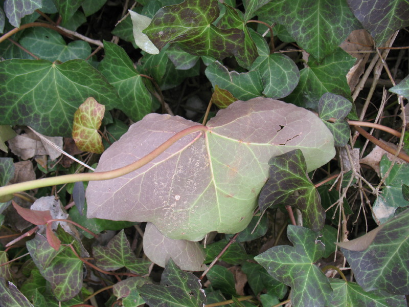 Hedera helix / Edera