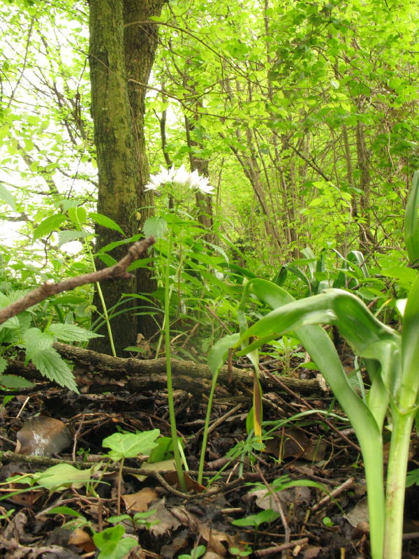 Allium ursinum