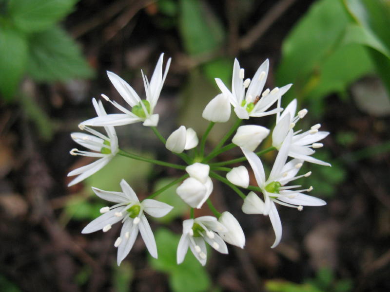 Allium ursinum