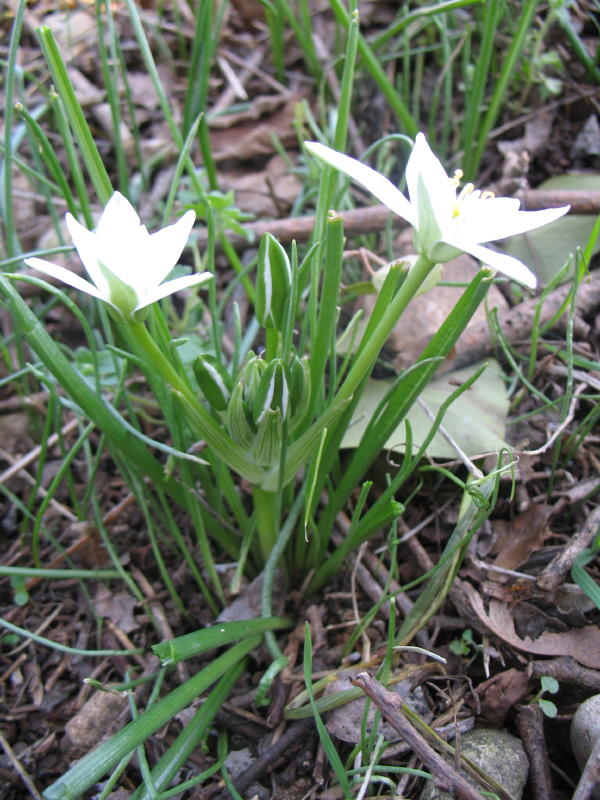Ornithogalum umbellatum