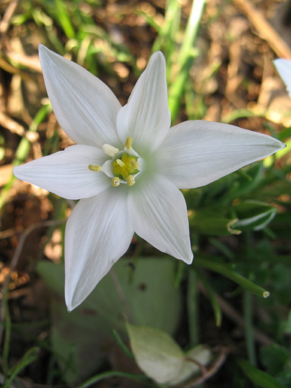 Ornithogalum umbellatum