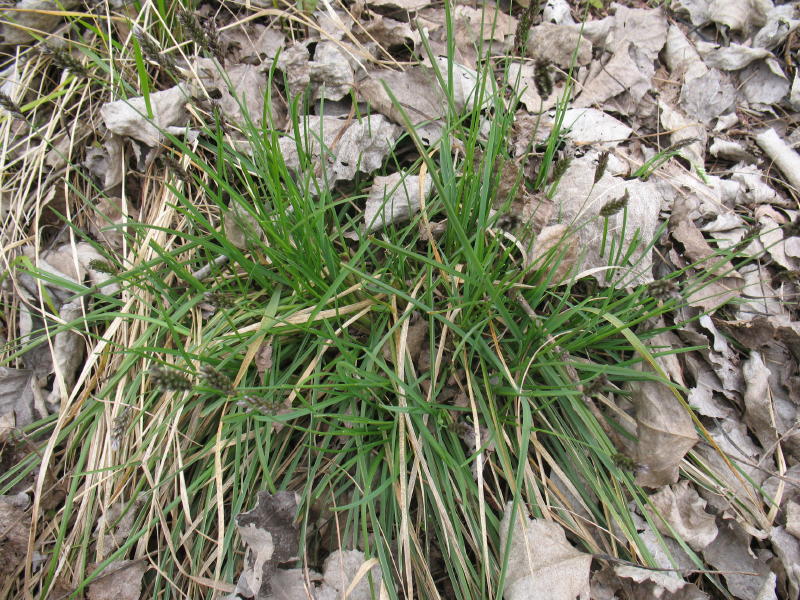 Sesleria sp. e Euphorbia helioscopia