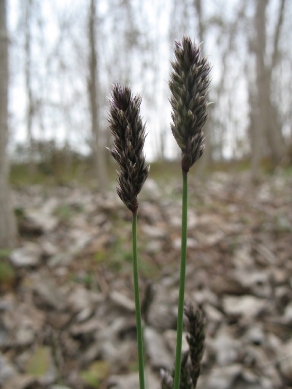 Sesleria sp. e Euphorbia helioscopia