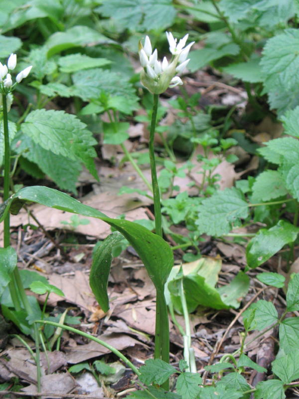 Allium ursinum