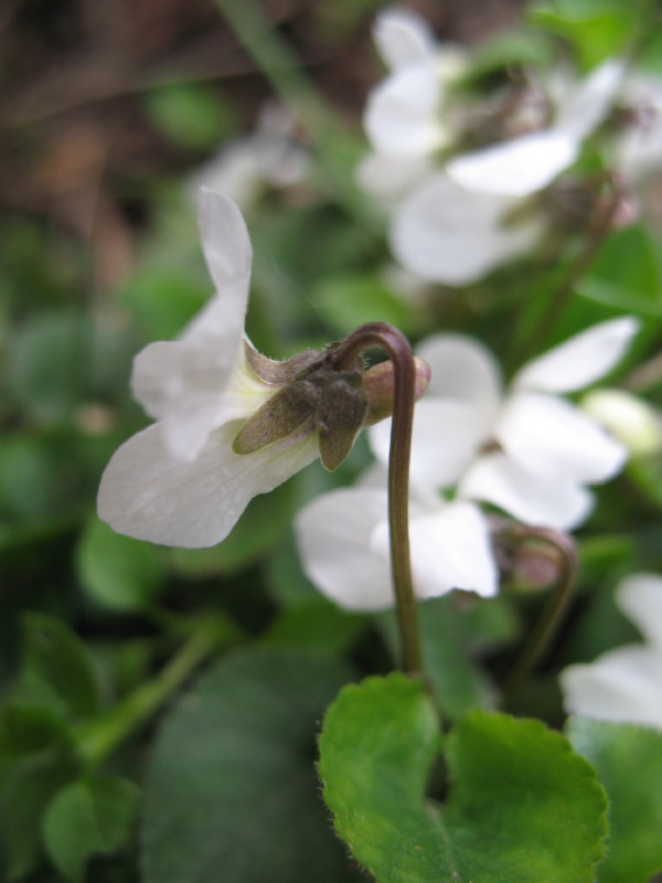 Viola alba / Viola bianca