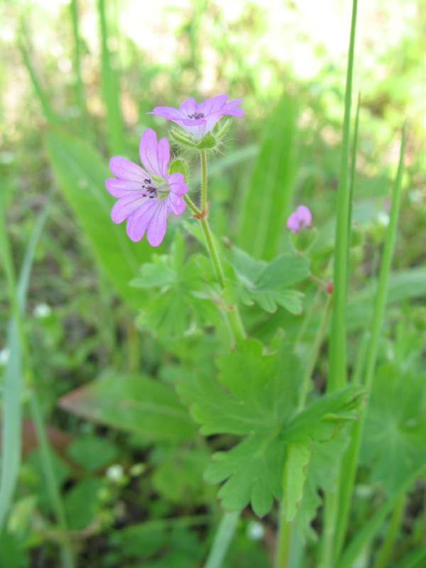 Geranium molle / Geranio volgare