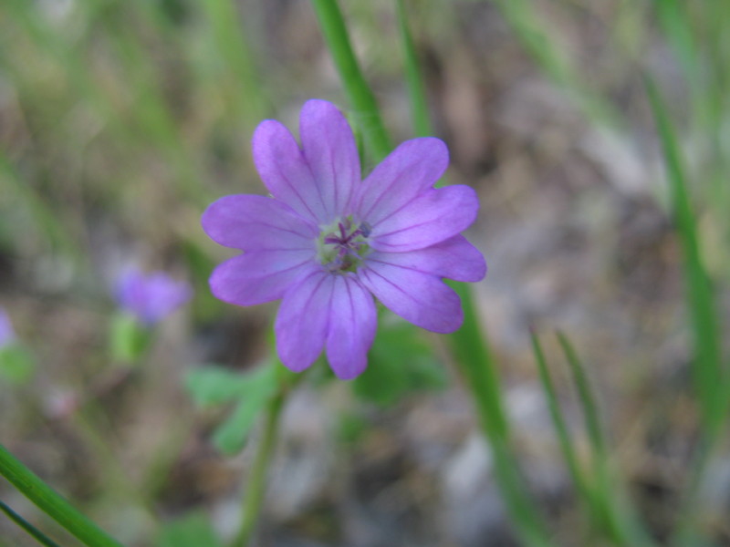 Geranium molle / Geranio volgare