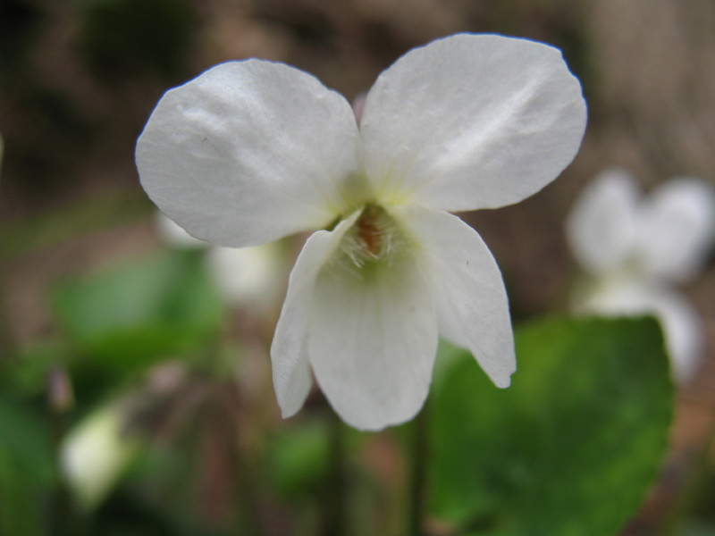 Viola alba / Viola bianca