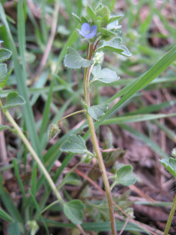 Veronica hederifolia