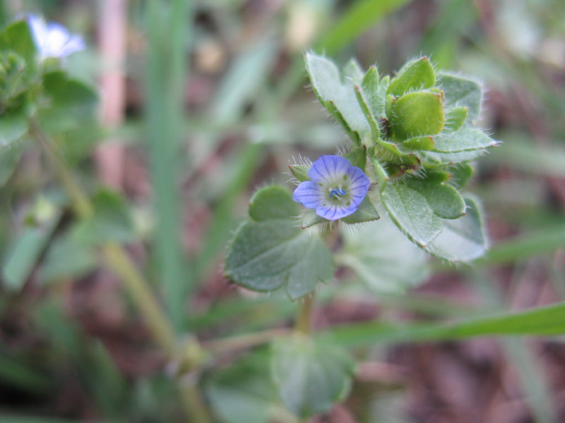 Veronica hederifolia