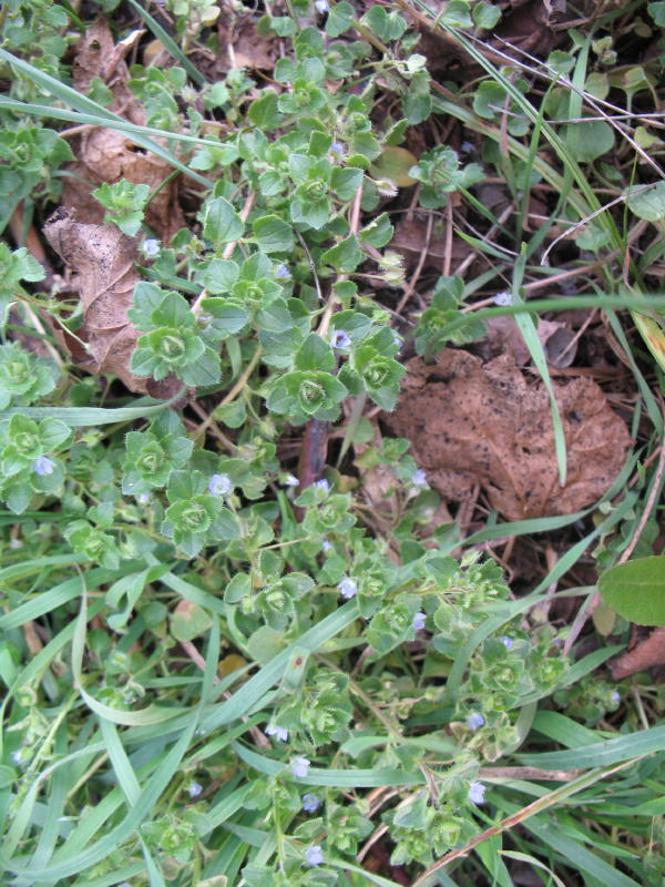 Veronica hederifolia