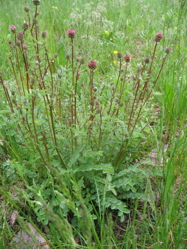 Sanguisorba minor / Salvastrella minore