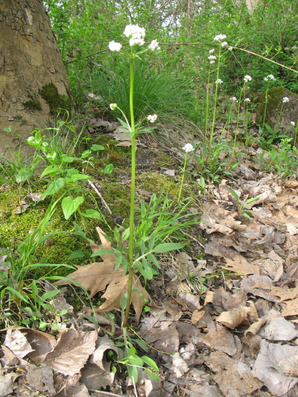Valeriana dioica / Valeriana palustre