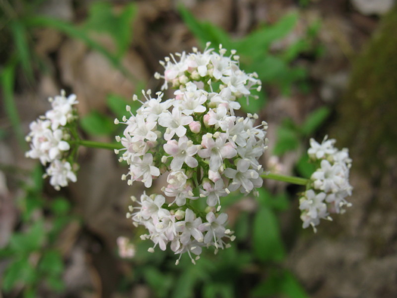 Valeriana dioica / Valeriana palustre