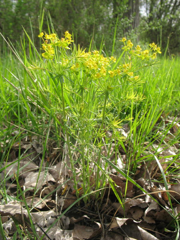 Euphorbia cyparissias / Euforbia cipressina
