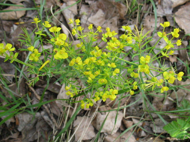 Euphorbia cyparissias / Euforbia cipressina