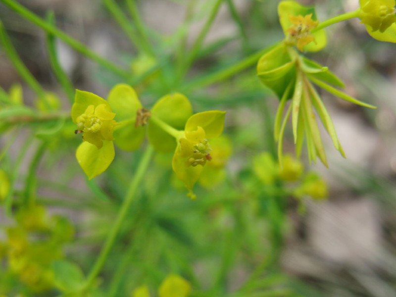 Euphorbia cyparissias / Euforbia cipressina