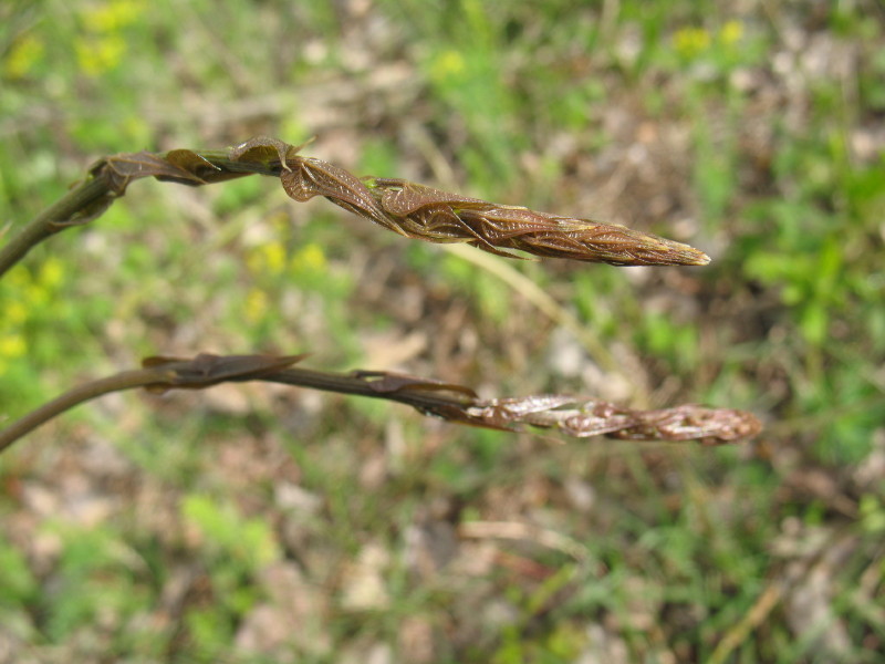 Dioscorea (=Tamus) communis / tamaro